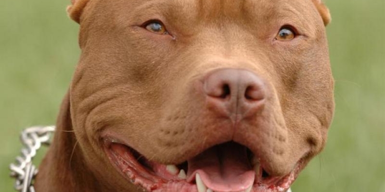 В Николаеве избили владельца собак бойцовской породы, выгуливавшего своих псов без намордников. Один из нападавших был с журналистским удостоверением