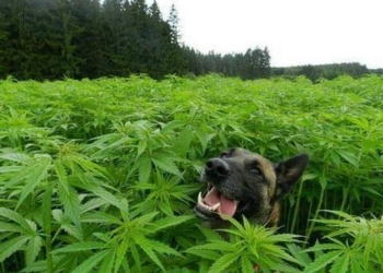 В Очакове пограничный пес помог обнаружить коноплю