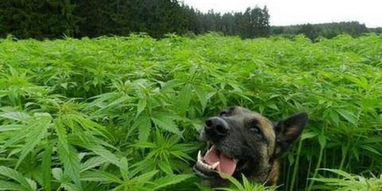 В Очакове пограничный пес помог обнаружить коноплю