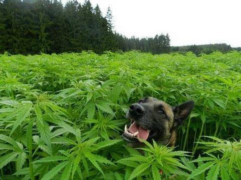 марихуана 13 медведей пес