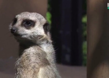 Это что-то новенькое: младшеклассники николаевской школы №6 взяли шефство над семейством сурикат в Николаевском зоопарке