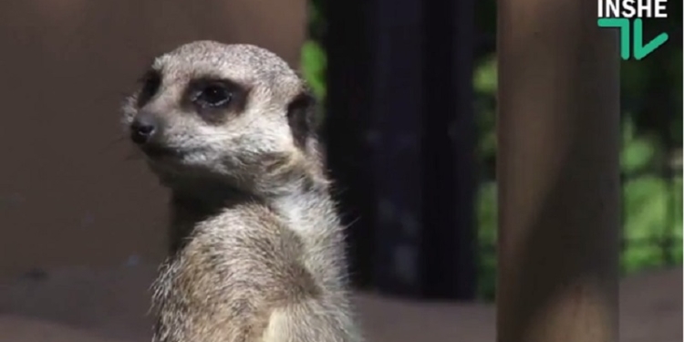 Это что-то новенькое: младшеклассники николаевской школы №6 взяли шефство над семейством сурикат в Николаевском зоопарке