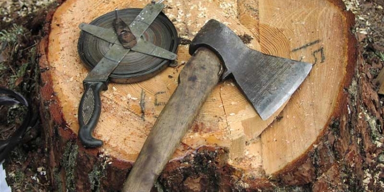 В Веселиновском районе местные жители и лесники спелись: вырубили леса на 1 млн.грн.