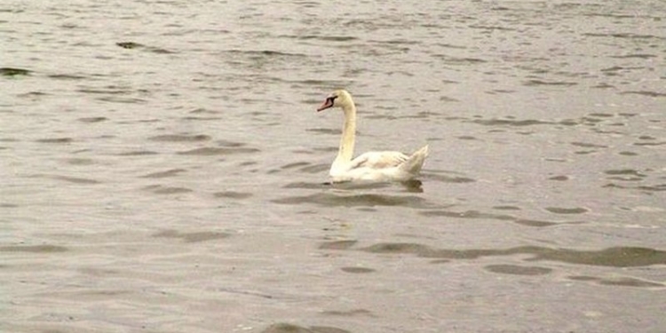 На пруд в центре Баштанки вернулись лебеди