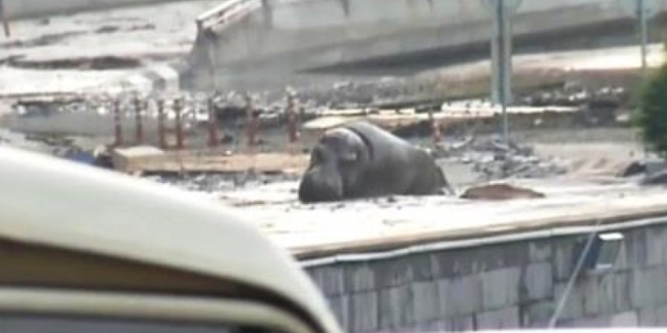 Разрушительное наводнение в Тбилиси: из зоопарка сбежали тигры, львы, волки и медведи