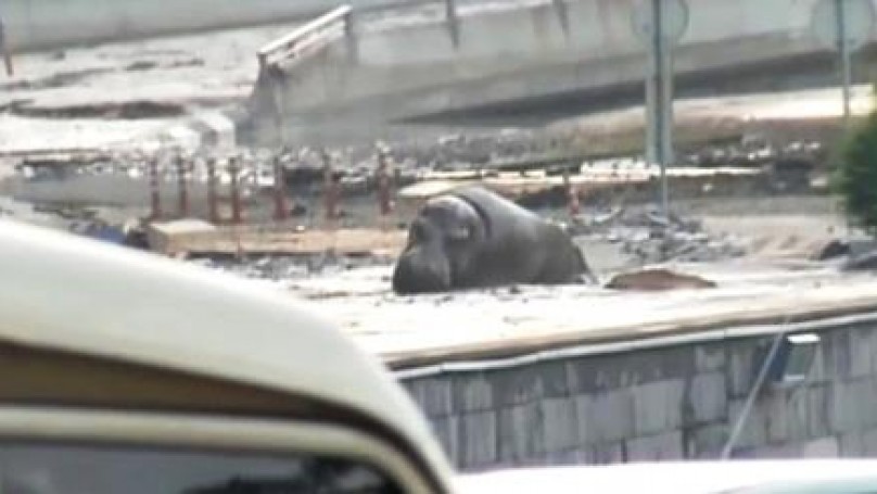 Жители Тбилиси загнали бегемота обратно в зоопарк 1