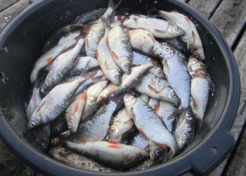 Улов хорош, но браконьерский: в Матвеевке «Николаеврыбоохрана» задержала гражданина с сетями и 14 кг рыбы