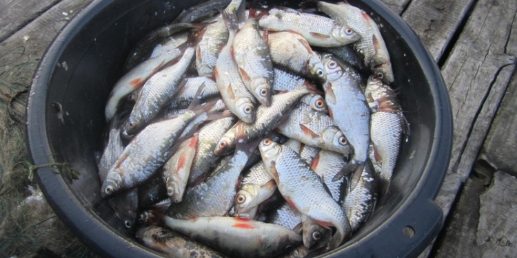 Улов хорош, но браконьерский: в Матвеевке «Николаеврыбоохрана» задержала гражданина с сетями и 14 кг рыбы