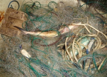 В районе «Леваневцев» задержан браконьер с осетренком