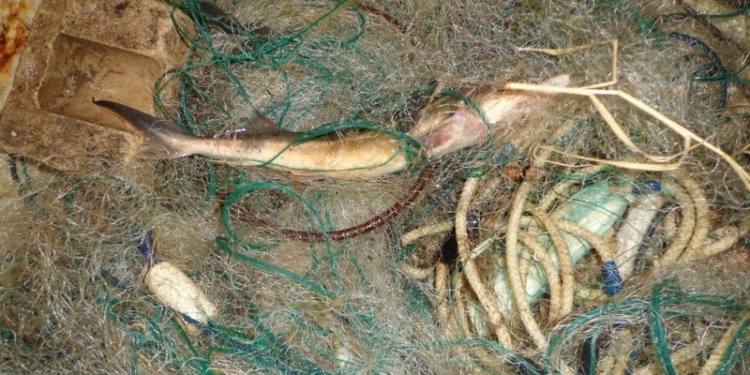 В районе «Леваневцев» задержан браконьер с осетренком