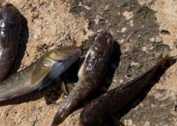 В Еланецком районе зарегистрирован массовый замор рыбы – ущерб оценен в 3 миллиона гривен