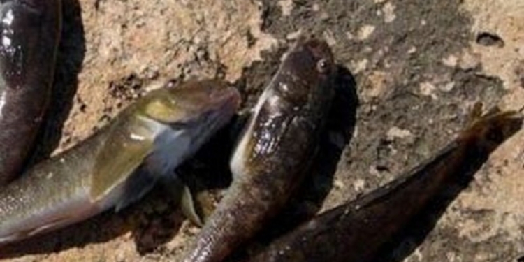 В Еланецком районе зарегистрирован массовый замор рыбы – ущерб оценен в 3 миллиона гривен