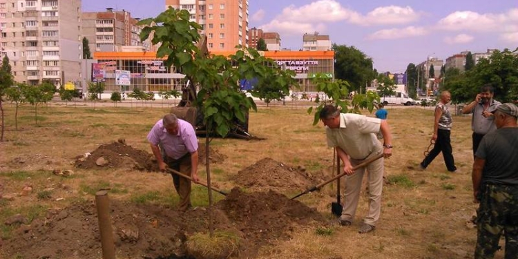 В сквере Боевой Славы в Николаеве досадили запланированное – 20 катальп