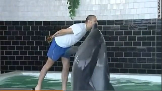 Раненых украинских военных лечат дельфины