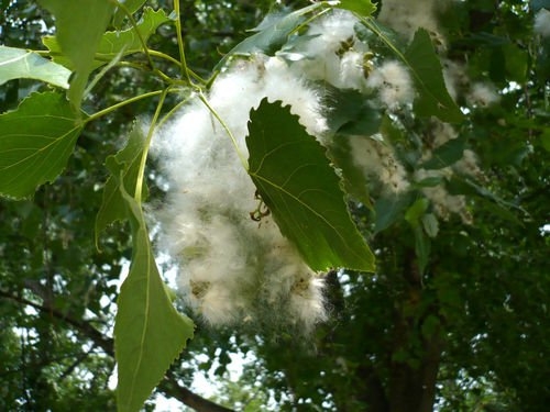 В Киеве началась вырубка тополей, планируют до осени вырубить все
