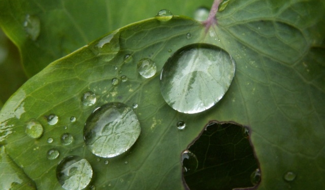 Госветфитослужба: Пожар под Васильковым грозит “кислотными дождями”