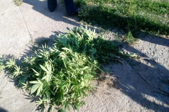На Николаевщине 43-летняя женщина вырастила 40 кустов конопли, кусты пересчитали в милиции