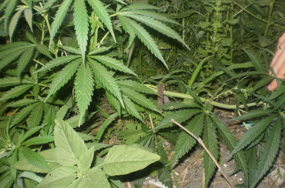 Очередную коноплю обнаружили сотрудники милиции Николаевщины – и в готовом к «употреблению» виде, и нет