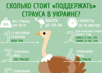 Сколько стоит «поддержать страуса» в Украине (инфографика)