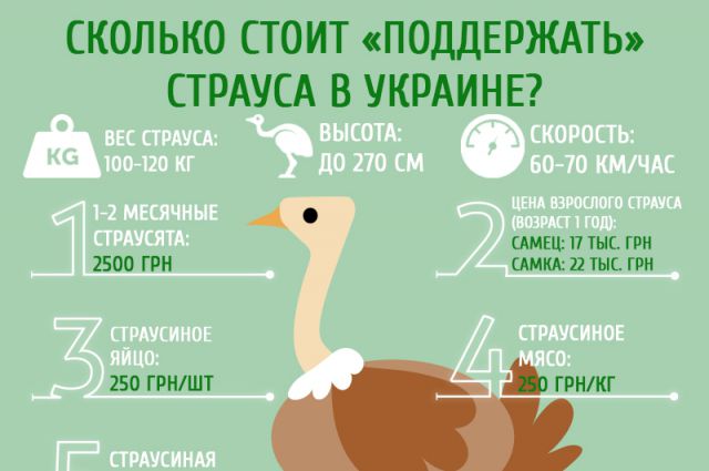 Сколько стоит «поддержать страуса» в Украине (инфографика) 3