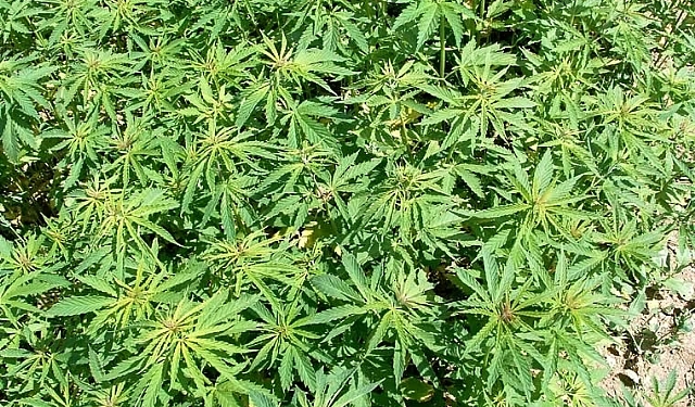 Запасливый: в Николаеве мужчина вырастил 162 куста конопли для собственного употребления