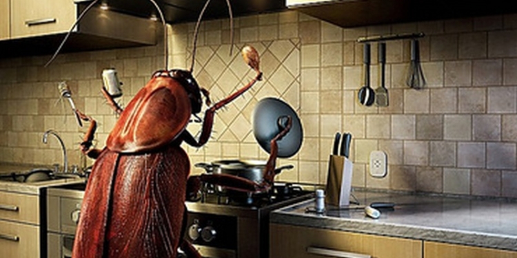 Департамент ЖКХ выделил более 800 тысяч на борьбу с насекомыми в жилых домах Николаева