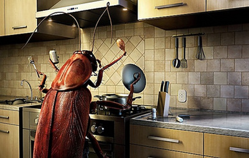 Департамент ЖКХ выделил более 800 тысяч на борьбу с насекомыми в жилых домах Николаева 2