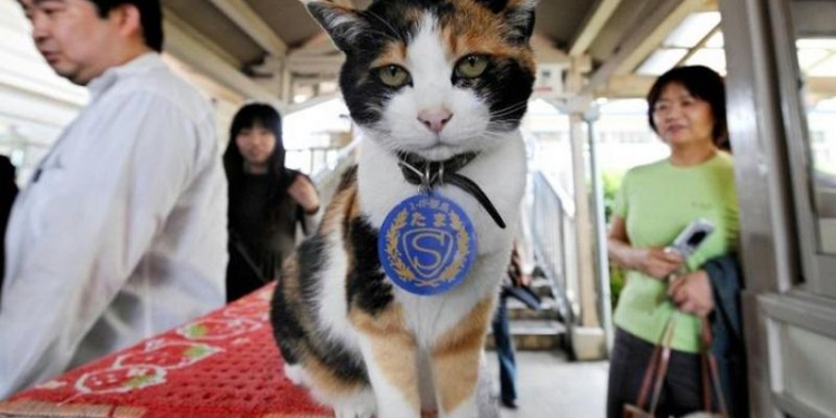 В Японии похоронили кошку-начальника вокзала и возвели ее в статус божества