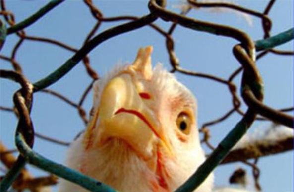 В Китае остановили торговлю куриным мясом - из-за птичьего гриппа 1