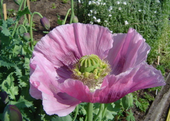 Очень булочки любит: в Первомайском районе хозяйка выращивала 250 растений мака