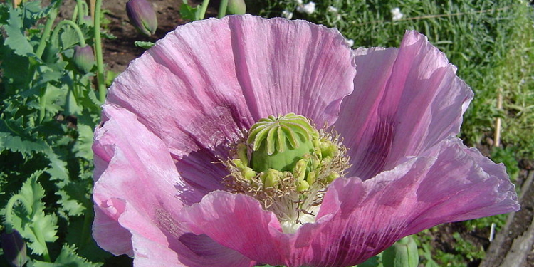 Очень булочки любит: в Первомайском районе хозяйка выращивала 250 растений мака