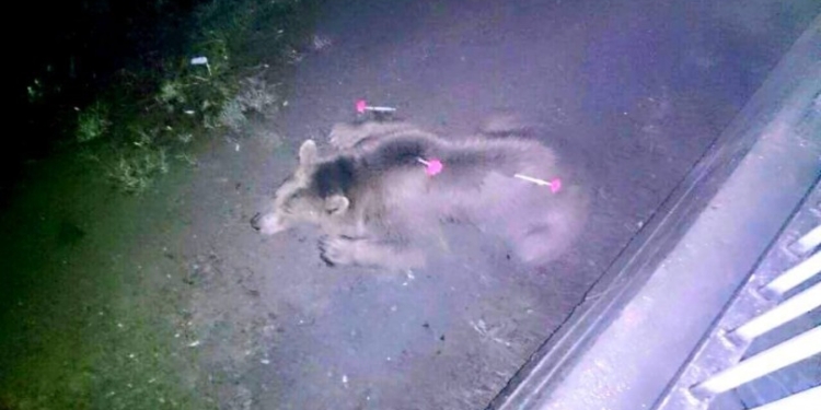 Разрушительное наводнение в Тбилиси: из зоопарка сбежали тигры, львы, волки и медведи