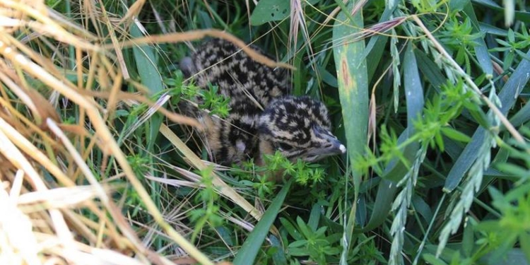 В Николаевском зоопарке продолжается бэби-бум: появился на свет птенец дрофы