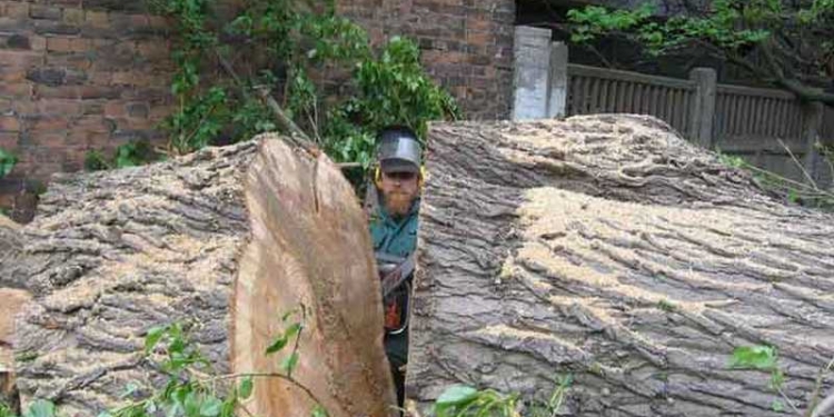 В Николаеве две недели будут сносить сухие и аварийные деревья