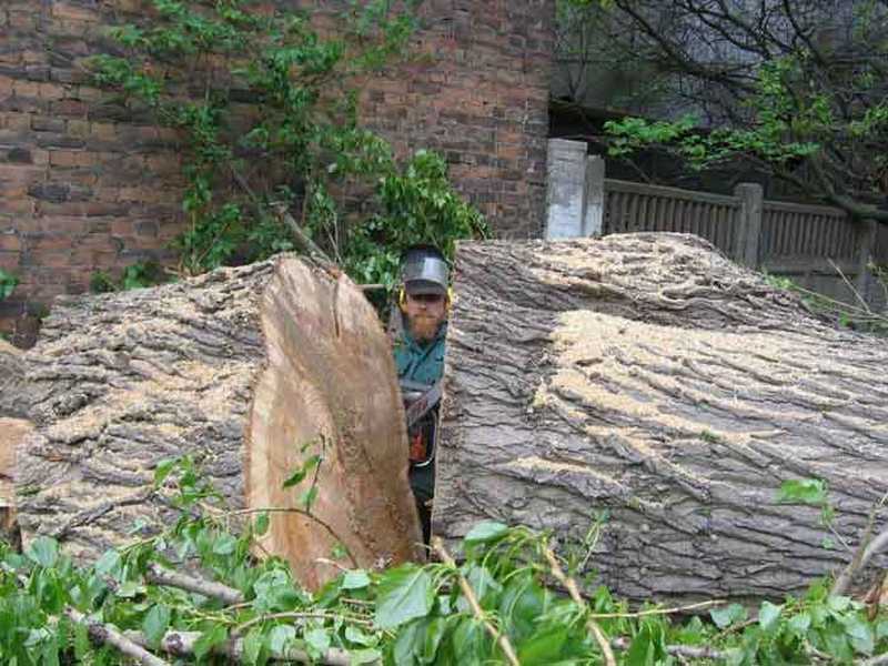 В следующем году в Николаеве лесозаготовки вырастут втрое - вырубят 2,5 тысячи деревьев 1