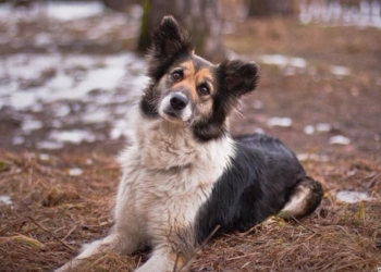 У счастья нет породы: в эту субботу в Николаеве пройдет выставка беспородных собак