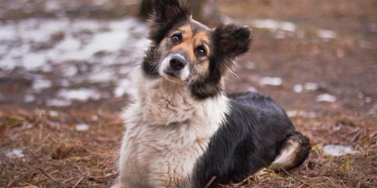 У счастья нет породы: в эту субботу в Николаеве пройдет выставка беспородных собак