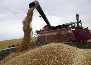 В этом году ожидается рекордный экспорт зерна. “Укрзализныця” обещает содействовать аграриям