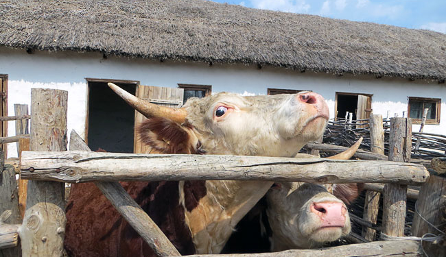 «За рога и в стойло»: общественников могут лишить возможности попасть в Николаевский горсовет в обход партийных списков