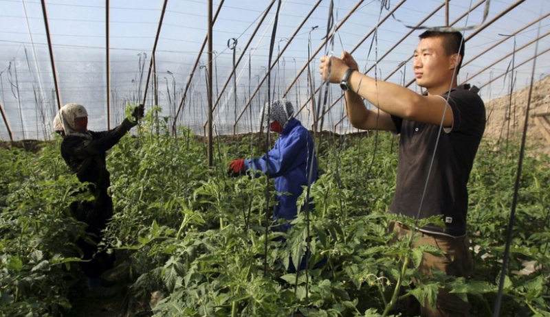 Китай вошел в тройку крупнейших рынков для аграриев Украины 1