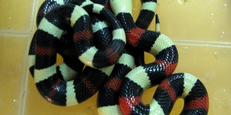 Аспид, но не ядовитый: в Николаевском зоопарке вылупились малыши молочной змеи Кэмпбелла