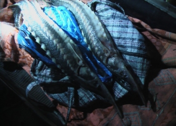 Из Большой Коренихи в Николаев на «Таврии» везли двух севрюг. Точнее, севрюжек