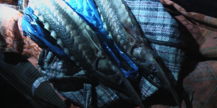 Из Большой Коренихи в Николаев на «Таврии» везли двух севрюг. Точнее, севрюжек