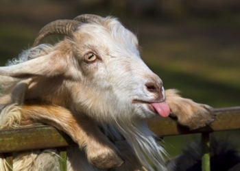 На Николаевщине правоохранители вернули пенсионерке похищенного козла