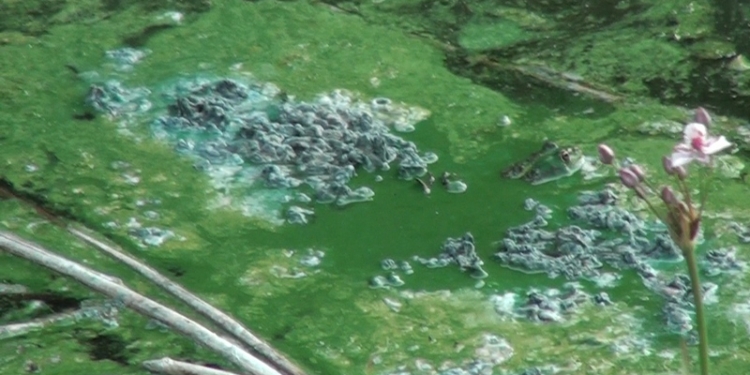 В Софиевское водохранилище у Нового Буга попали фекалии. По Ингулу они пойдут дальше на Баштанщину, а потом – в Николаев