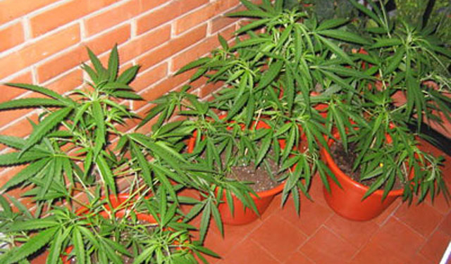 В Чили одобрен закон о частичной легализации марихуаны