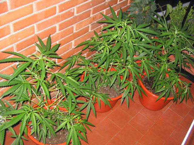 В Чили одобрен закон о частичной легализации марихуаны 1