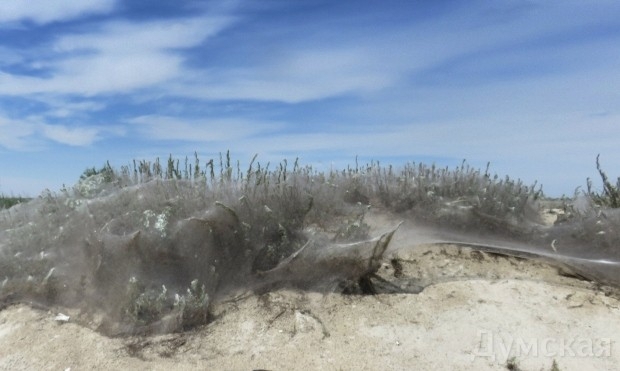 В Одесской области туристы напуганы гигантской паутиной. Местные тоже такого никогда не видели