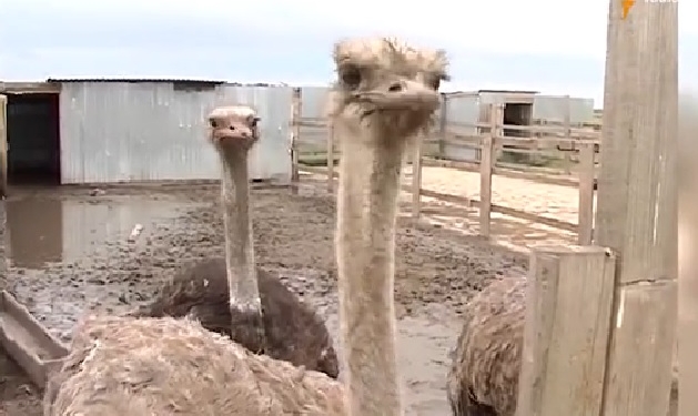 Животных-беженцев принимает зоопарк на Арабатской стрелке