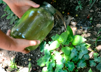 Страшный сон алкоголика: милиционеры Николаева вылили 250 литров домашнего самогона